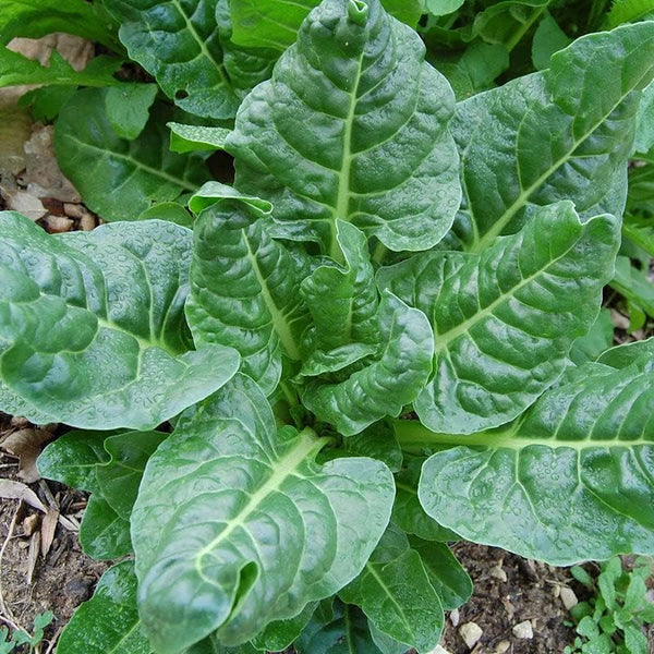 Generic 300 Perpetual Spinach Swiss Chard Seeds for Planting 7+ Grams of Seeds