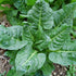 Generic 300 Perpetual Spinach Swiss Chard Seeds for Planting 7+ Grams of Seeds