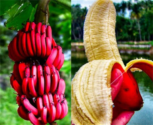 10 Dwarf Pink Banana Tree Seeds for Planting - Musa Velutina