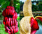 10 Dwarf Pink Banana Tree Seeds for Planting - Musa Velutina