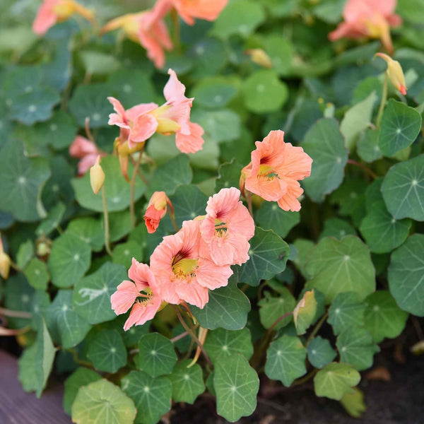 Eden Brothers Nasturtium Seeds - Salmon Baby Non-GMO Seeds for Planting, 1