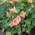 Eden Brothers Nasturtium Seeds - Salmon Baby Non-GMO Seeds for Planting, 1