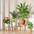 YUZUKYAUY 3 Pack 3 Pack) Plant Stand Indoor Outdoor Mid-Century Modern Plant Stool Wooden Plant Pot Holder Home Decor
