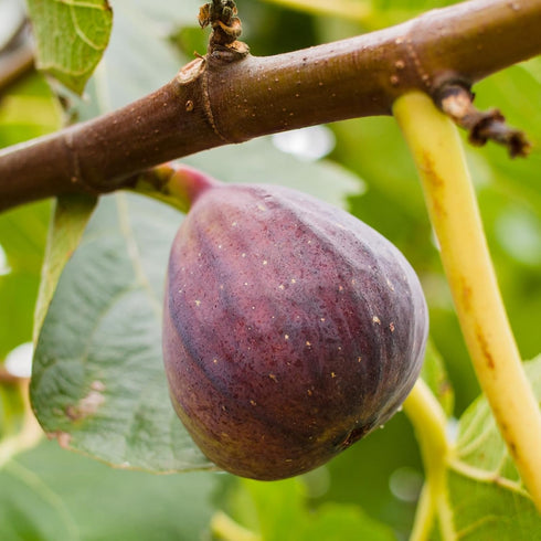 (4 Pack) Fig Tree Collection Edible Fruit Plant from Our Optimal Picks | Easy to Grow Plants for Sustainable Living |