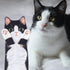 Cat Funny Hand Towels - Cute Decorative Washcloths for Bathroom Kitchen, Super Absorbent Soft Face Towels for Cat Lovers