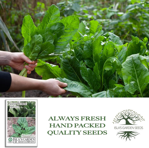 100+ Giant Noble Spinach Seeds (Spinacia oleracea) Heirloom Non-GMO Seeds by Islas Garden Seeds, Large Tender Leaves