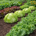 Sunutri Seeds Crisphead Iceberg Lettuce Seeds Compact Round Heads with Crisp Texture for Home Gardens, Raised Beds