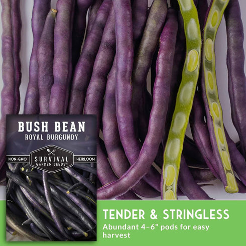 (2 Packs) Royal Burgundy Bush Bean Seeds for Planting - Plant & Grow Stringless Purple Bush Beans in Your Home