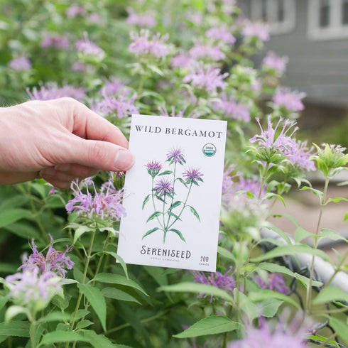 (10-Pack) 100% Sereniseed Certified Organic Herbal Tea Seed Collection Non GMO, Open Pollinated Grow Guide