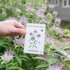 (10-Pack) 100% Sereniseed Certified Organic Herbal Tea Seed Collection Non GMO, Open Pollinated Grow Guide