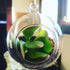 WGV Hanging Terrarium Globe, Clear Glass Vase Orb, 3" Width, 4" Height, DIY Air Succulent Planter, 6 Pieces Bulk