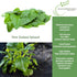 100+ Packet, New Zealand Spinach Seeds for Planting, Heirloom Seeds Per (Isla's Garden Seeds), Non GMO Seeds, Botanical