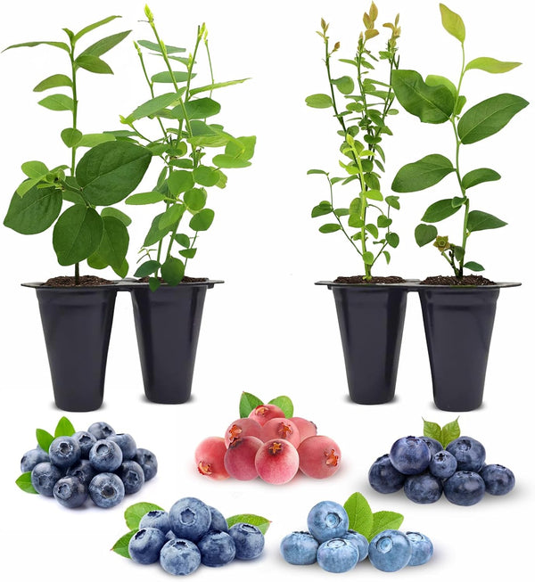 Blueberry Plants Collection (4 Pack) Edible Fruit Plant from Our Optimal Picks