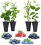 Blueberry Plants Collection (4 Pack) Edible Fruit Plant from Our Optimal Picks