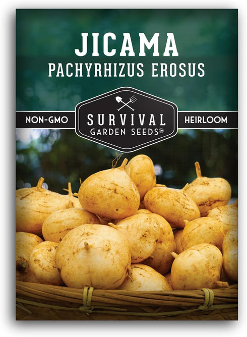 Jicama Seeds for Planting Mexican Turnip (Pachyrhizus Erosus), Yam Bean Root Vegetable