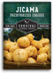 Jicama Seeds for Planting Mexican Turnip (Pachyrhizus Erosus), Yam Bean Root Vegetable