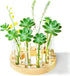 Melphoe Glass Bud Vases Small Flower Vase for Centerpieces Wedding Table Decorations,