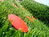 NSY 6 Pack Permanent Orange Survey Markers for Property