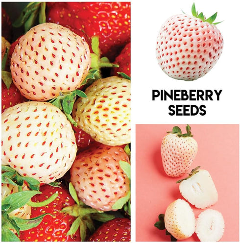 Mulberry. 100 Packaged Fruit Garden Seeds Kit for Growing - Elderberry, Blueberry, Red Strawberry, White Strawberry