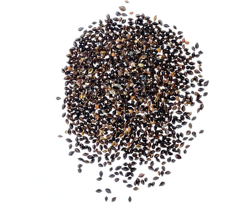 (2 Packs) Seed Needs Large Leaf Sorrel Seeds for Planting - Heirloom Non-GMO & Untreated Medicinal or Culinary Herb