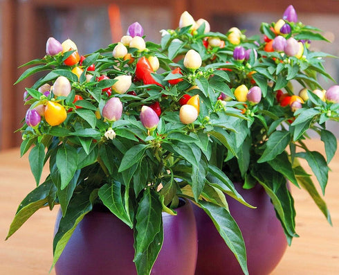 CEMEHA SEEDS Seeds Rare Pepper Ornamental Dwarf Mix Vegetable Indoor Heirloom Organic Non-GMO