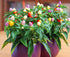 CEMEHA SEEDS Seeds Rare Pepper Ornamental Dwarf Mix Vegetable Indoor Heirloom Organic Non-GMO