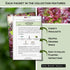 Packets Sow Right Seeds - Lettuce Seed Collection for Planting - Buttercrunch, Giant Caesar, Salad Bowl, and Lolla Rosa