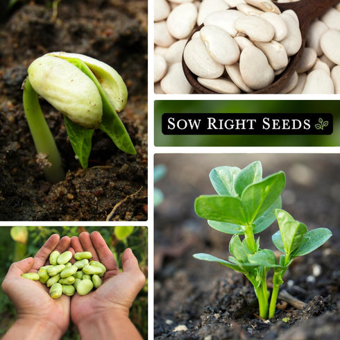 Packet Packed (1) Sow Right Seeds - Fordhook Lima Bush Bean Seeds for Planting - Non-GMO Heirloom with Instructions