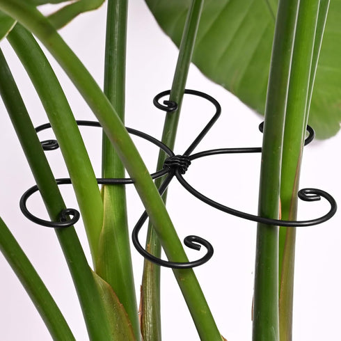 Yohsnor Black Monstera Plant Support Hook - 6.5 * 6.5IN -5 Piece
