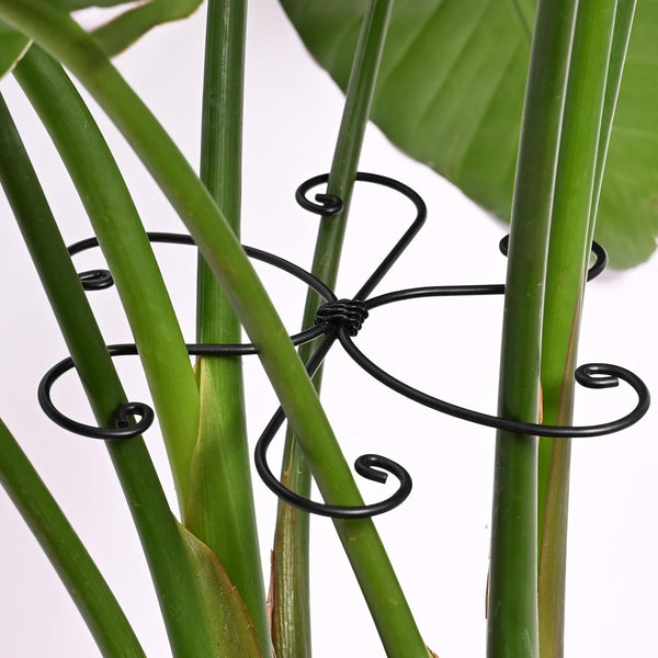 Yohsnor Black Monstera Plant Support Hook - 6.5 * 6.5IN -5 Piece
