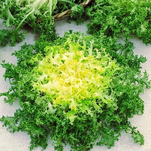 SeedsUA Seeds Endive Lettuce Yellow Heart Curly Frisee Chicory for Salad Vegetable Garden