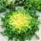 SeedsUA Seeds Endive Lettuce Yellow Heart Curly Frisee Chicory for Salad Vegetable Garden