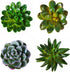 CoCoMe Funny 3D Resin Succulent Fridge Magnets, Set of 4