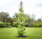 HOME RIGHT Trellis for Climbing Plants Outdoor or Indoor,48inch Tall Garden Trellis for Climbing