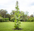 HOME RIGHT Trellis for Climbing Plants Outdoor or Indoor,48inch Tall Garden Trellis for Climbing