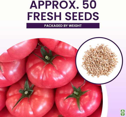 Pink Brandywine Tomato Seeds for Planting Heirloom, Large & Juicy One of the Most Delicious Tomatoes for Home Growing