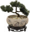 Water Lily Bowl Planter - Narcissus Bonsai Pot Ceramics Hydroponic Lotus Planter