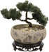 Water Lily Bowl Planter - Narcissus Bonsai Pot Ceramics Hydroponic Lotus Planter