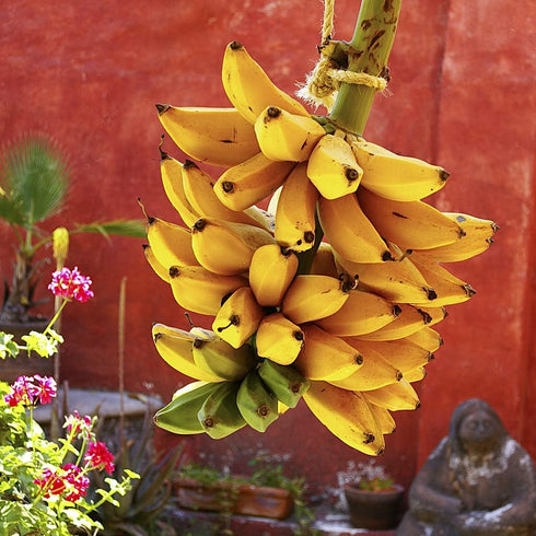 SeedsUA Seeds Indoor Ornamental Banana Tree Fruits for Planting Beatuful Flowers Non GMO