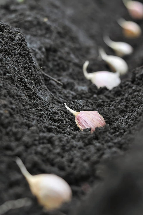 Bulbs 15 Bulbs Snow Hill Organic Himalayan Garlic Heirloom, Non-GMO, Naturally Small Size Raw Garlic Grown in High
