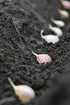 Bulbs 15 Bulbs Snow Hill Organic Himalayan Garlic Heirloom, Non-GMO, Naturally Small Size Raw Garlic Grown in High