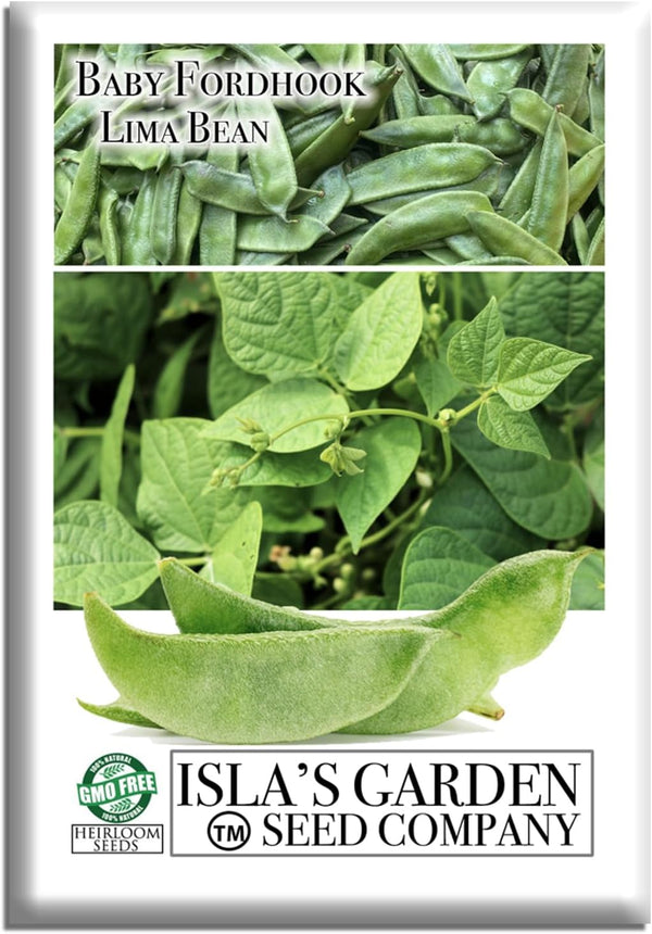 Baby Fordhook Lima Bean Seeds (Bush Lima, Phaseolus lunatus) 25 Non GMO