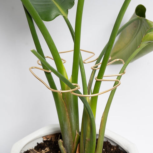 5PCS Plant Stem Support - Durable Monstera Stabilizer Grapple Holder, Unique Design