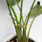 5PCS Plant Stem Support - Durable Monstera Stabilizer Grapple Holder, Unique Design