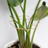 5PCS Plant Stem Support - Durable Monstera Stabilizer Grapple Holder, Unique Design