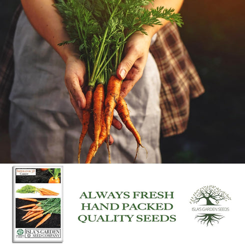 58 500+ Imperator Carrot Seeds (Daucus carota) Non-GMO & Heirloom Seeds, Long and Sweet Carrots for Juicing, Fresh