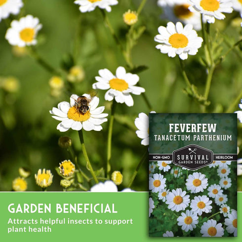 (1 Pack) Feverfew Seeds for Planting - Perennial Daisy-Like Flower Herb, Pollinator Friendly Garden, Easy to Grow