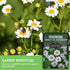 (1 Pack) Feverfew Seeds for Planting - Perennial Daisy-Like Flower Herb, Pollinator Friendly Garden, Easy to Grow
