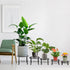 5 Pack 5 Tosnail Metal Plant Stands for Indoor and Outdoor Planters, Flower Pots, Beverage Dispenser, Pumpkin Short