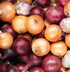 30+ Onion Vegetable Seeds for Planting Outdoors Garden Heirloom Non-GMO